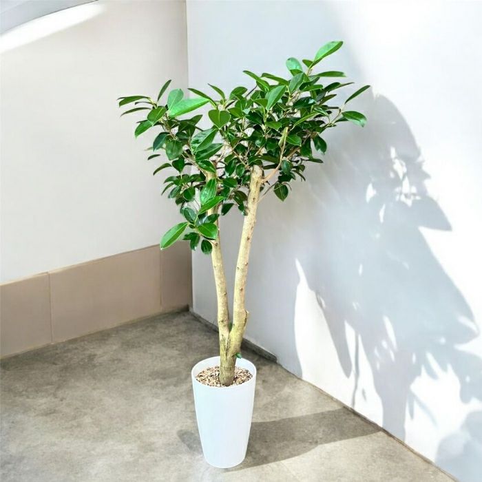 観葉植物現品販売