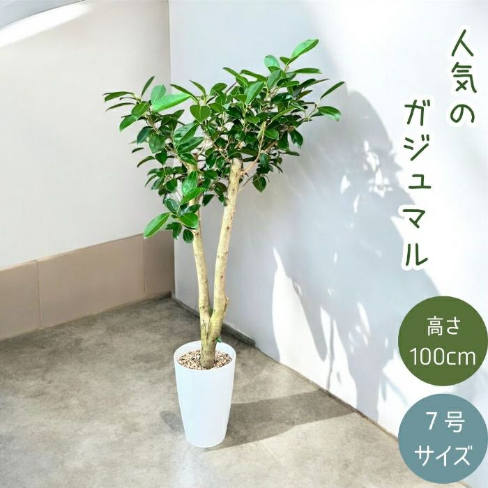 観葉植物現品販売