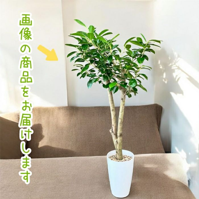 観葉植物現品販売