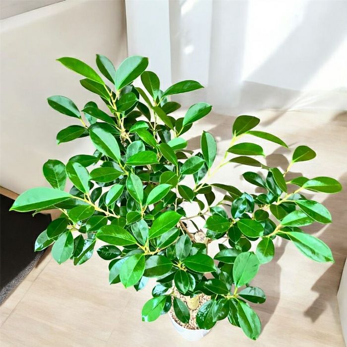 観葉植物現品販売