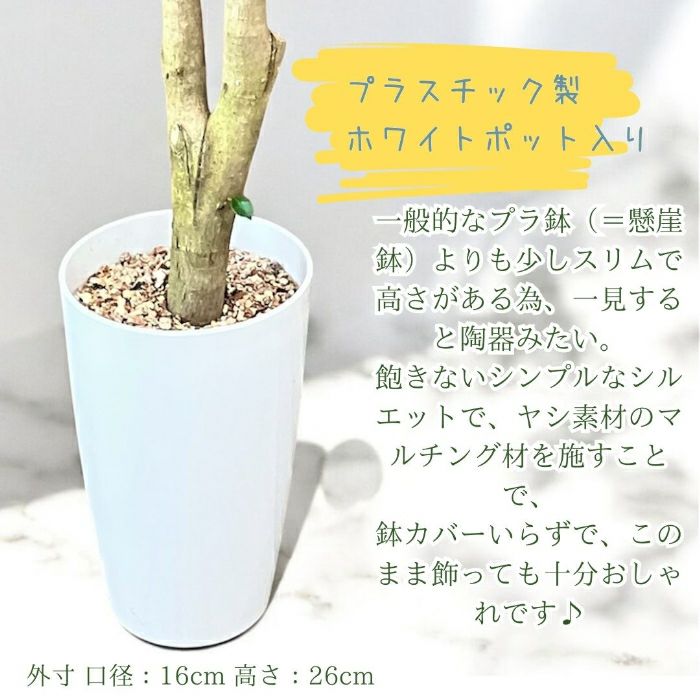 観葉植物現品販売