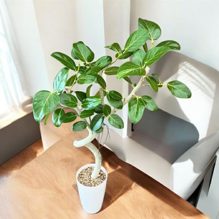 観葉植物現品販売