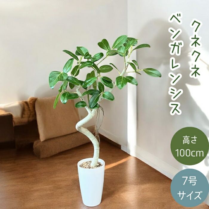 観葉植物現品販売