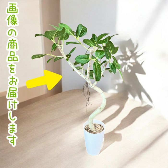 観葉植物現品販売