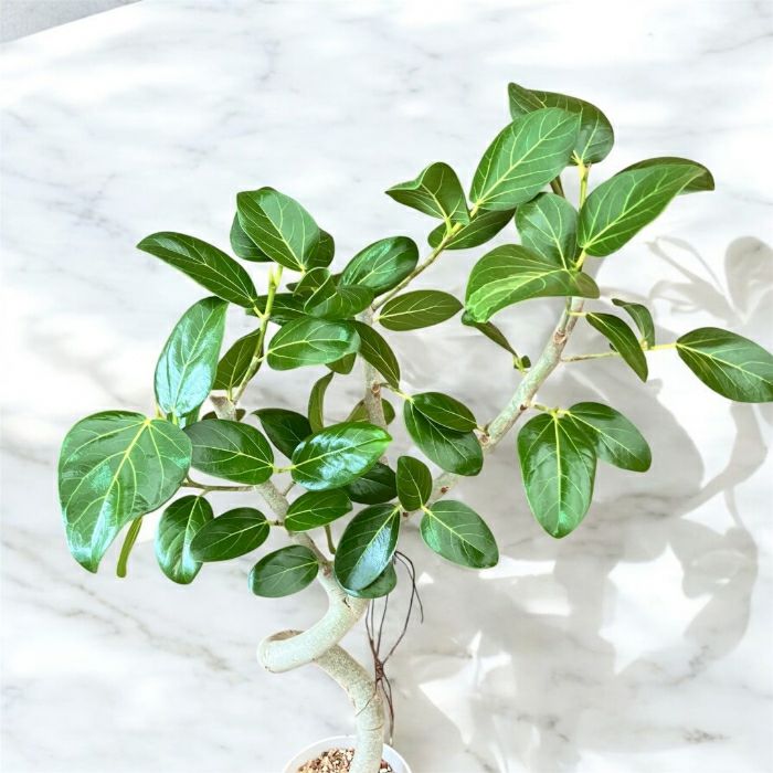 観葉植物現品販売