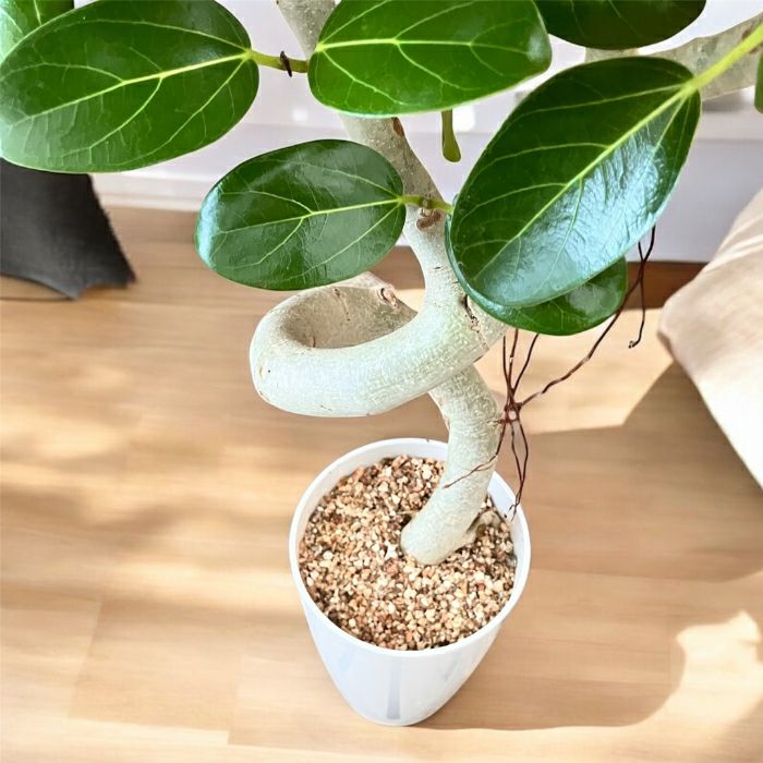 観葉植物現品販売