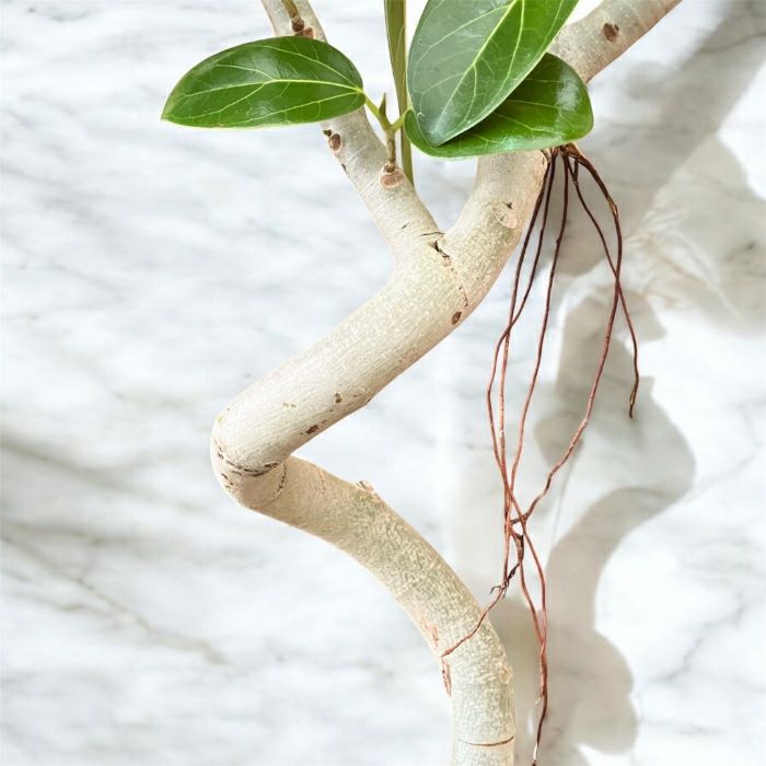 観葉植物現品販売