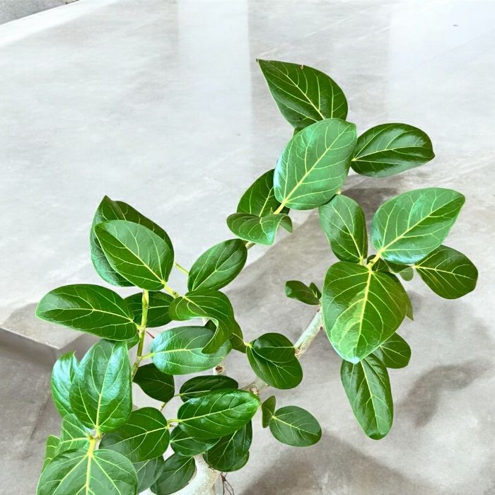 観葉植物現品販売