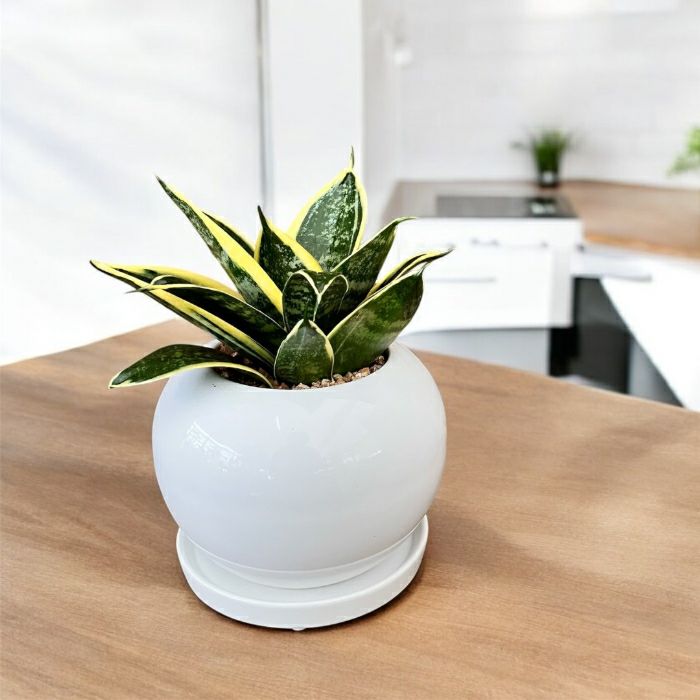 観葉植物現品販売