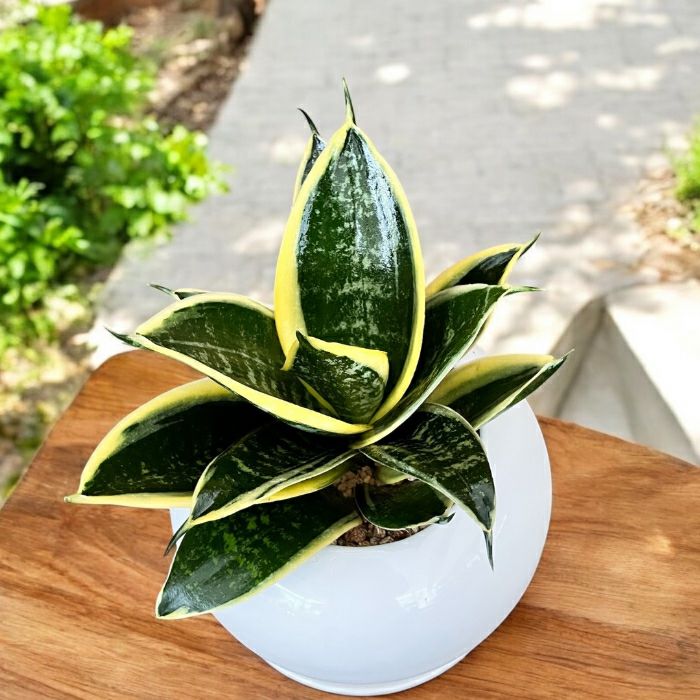 観葉植物現品販売