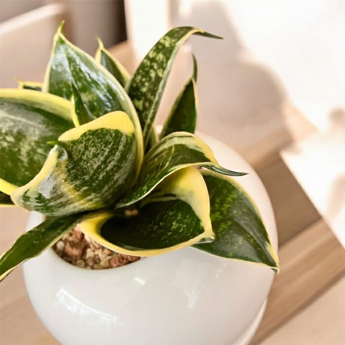 観葉植物現品販売