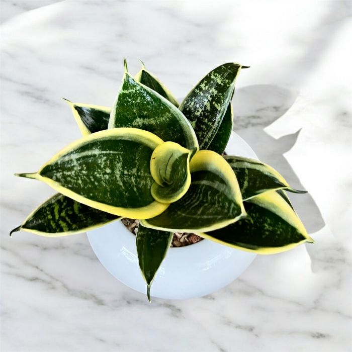 観葉植物現品販売