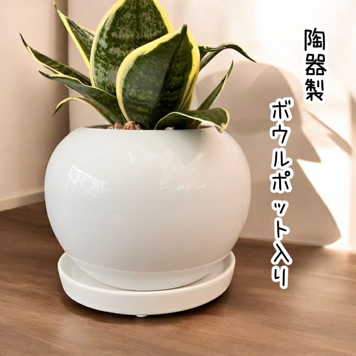 観葉植物現品販売