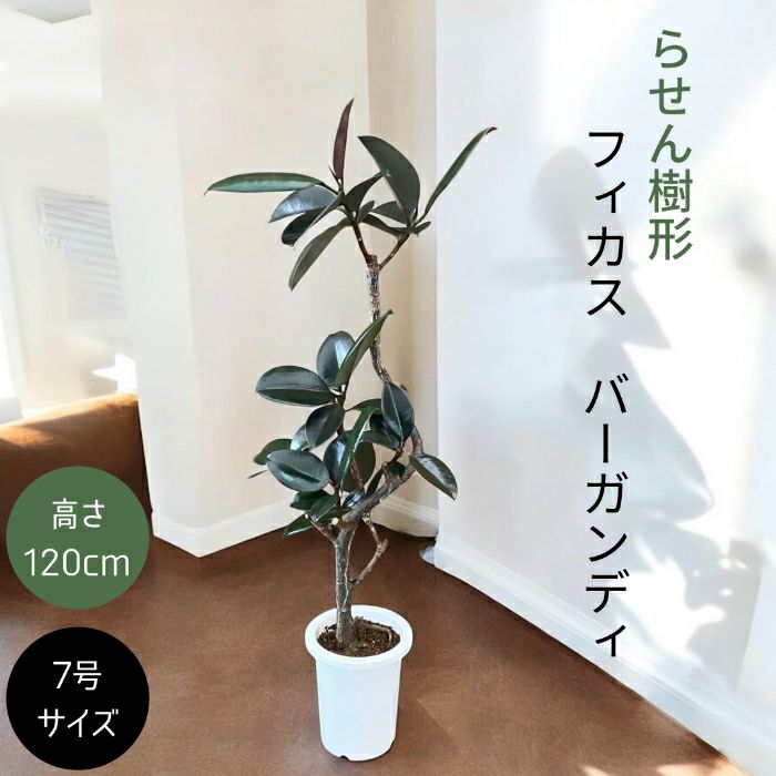 観葉植物現品販売