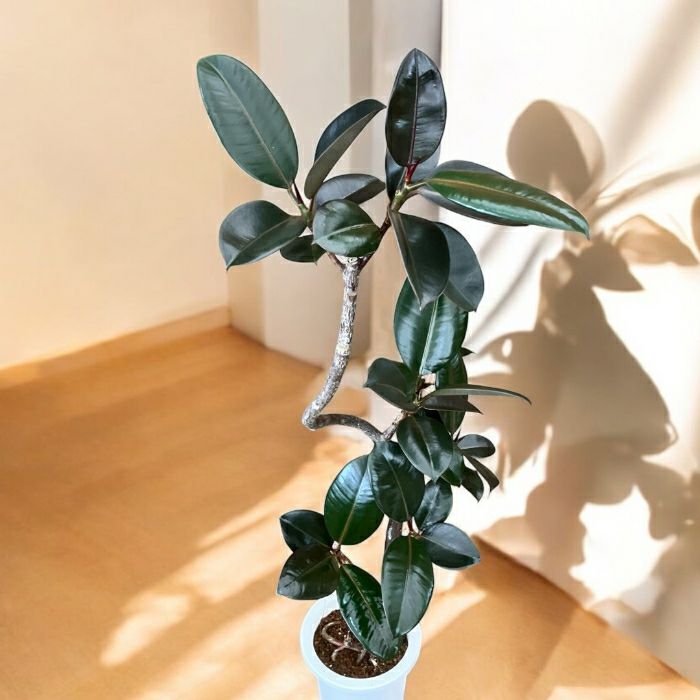 観葉植物現品販売