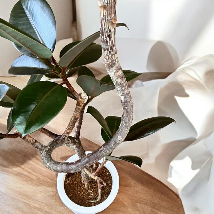 観葉植物現品販売