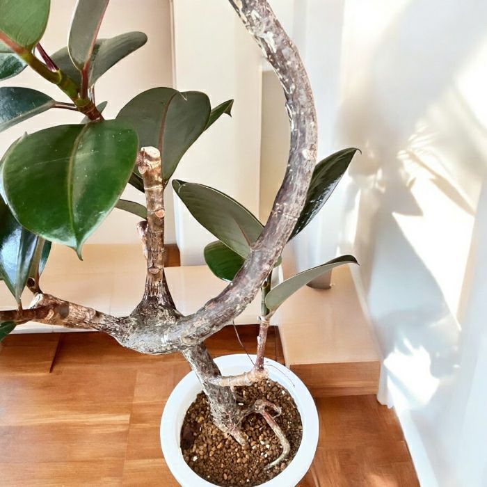 観葉植物現品販売