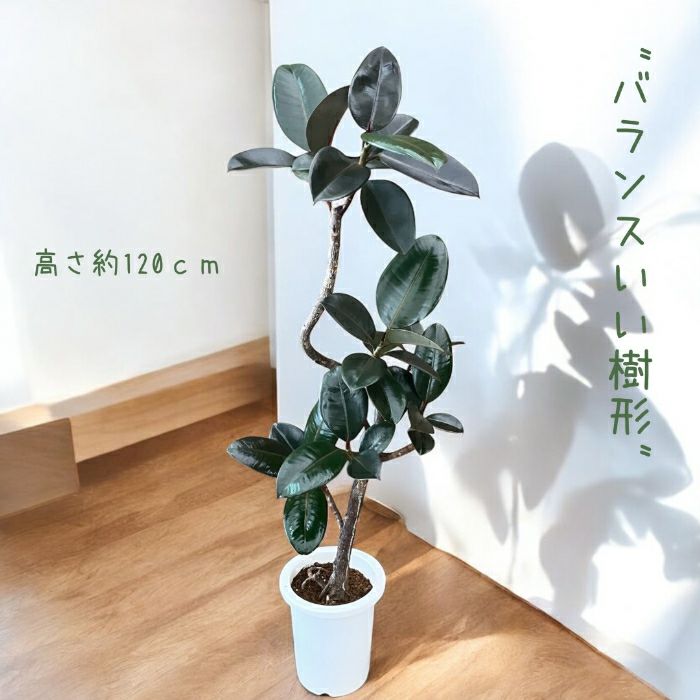 観葉植物現品販売