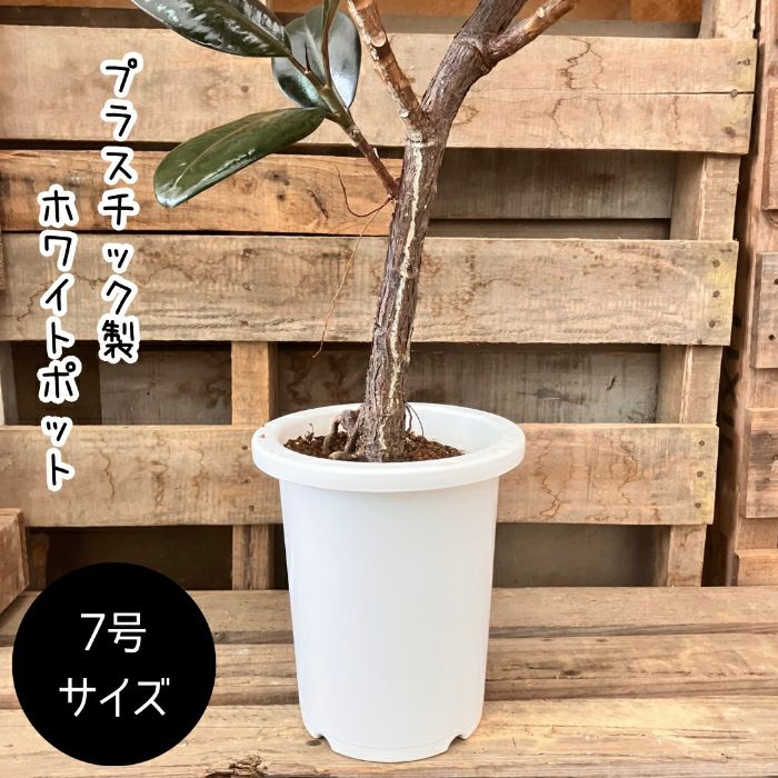 観葉植物現品販売