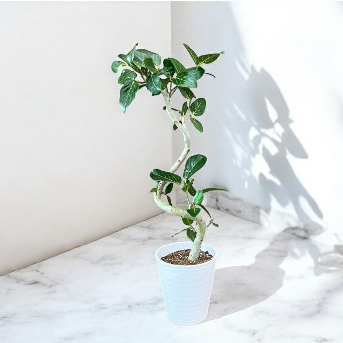 観葉植物現品販売