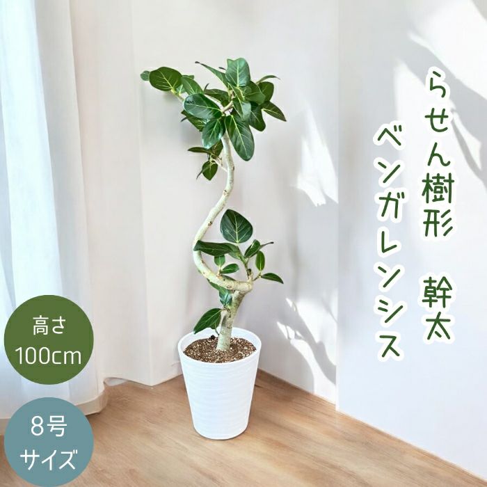 観葉植物現品販売