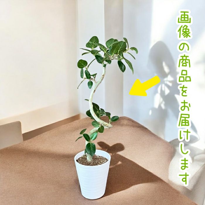 観葉植物現品販売