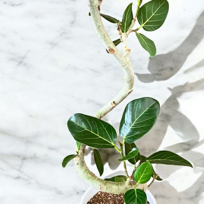 観葉植物現品販売