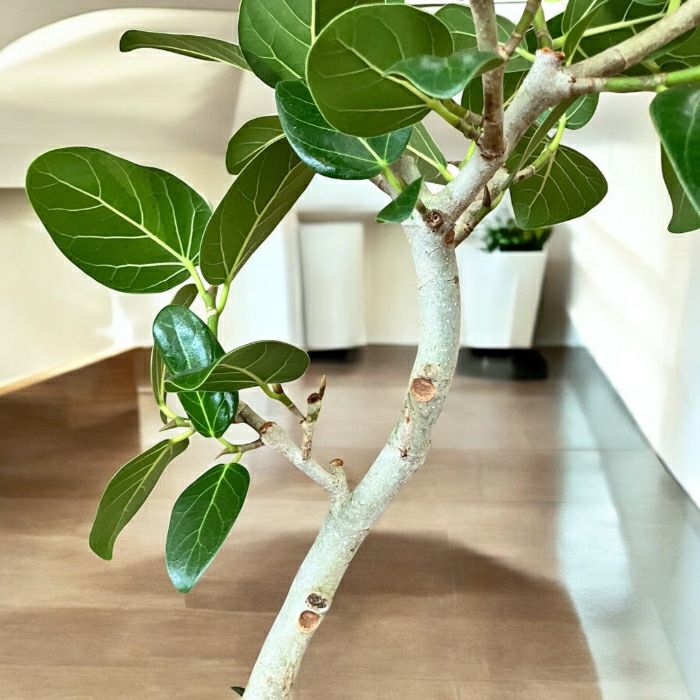 観葉植物現品販売