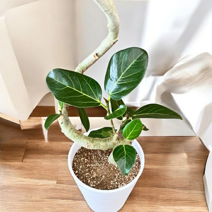 観葉植物現品販売