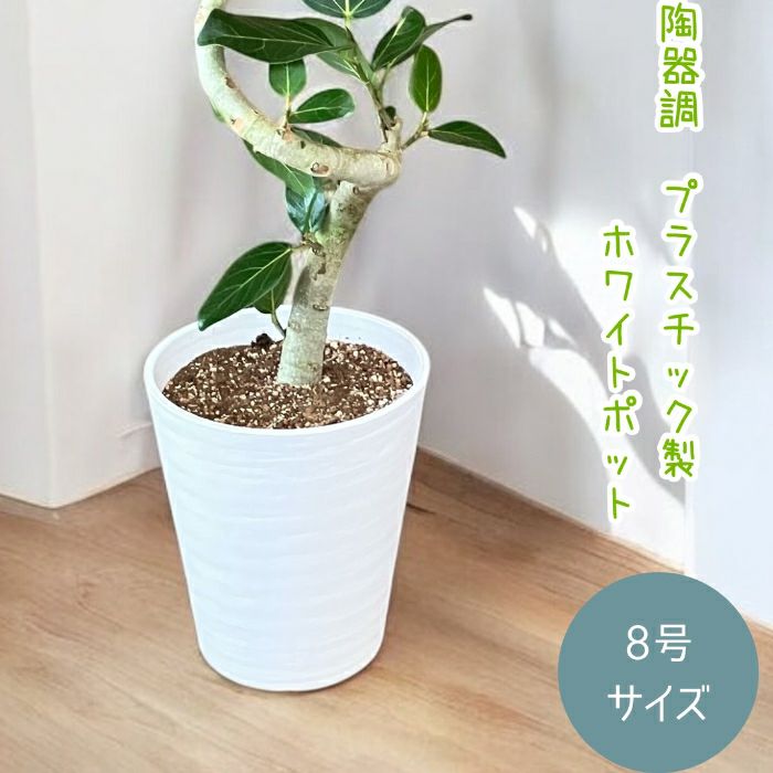 観葉植物現品販売