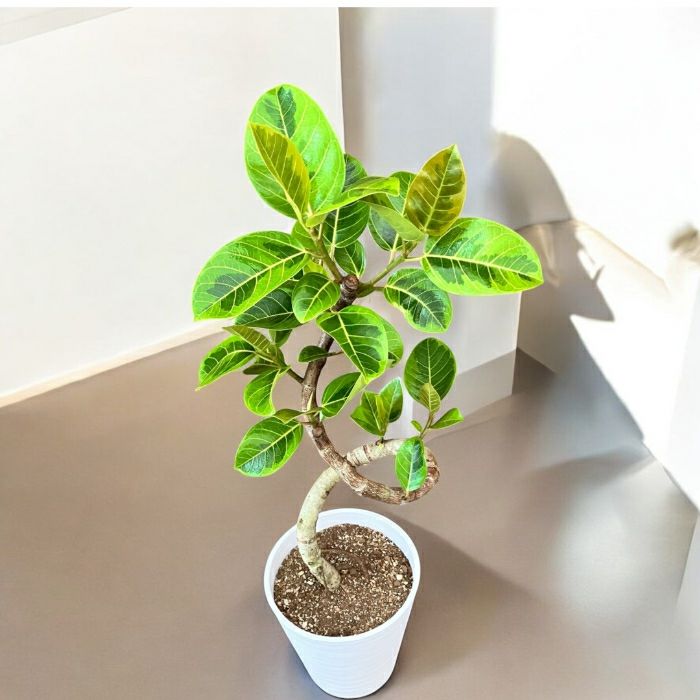 観葉植物現品販売