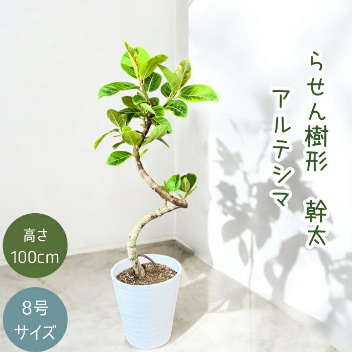 観葉植物現品販売