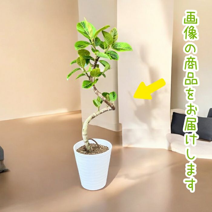 観葉植物現品販売