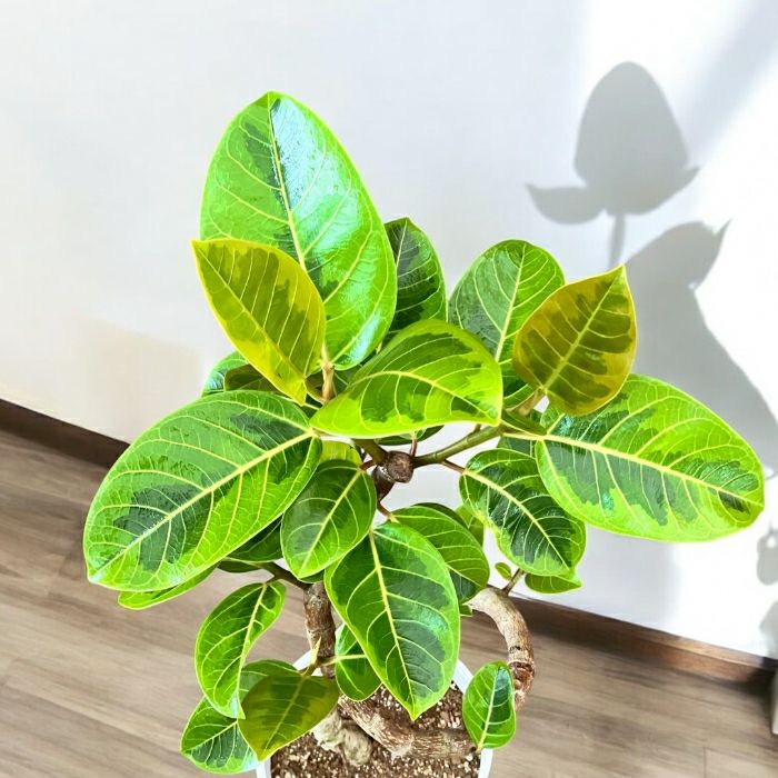 観葉植物現品販売