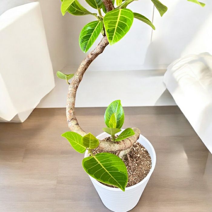 観葉植物現品販売