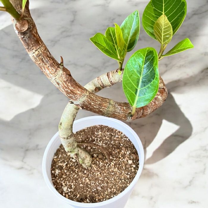 観葉植物現品販売