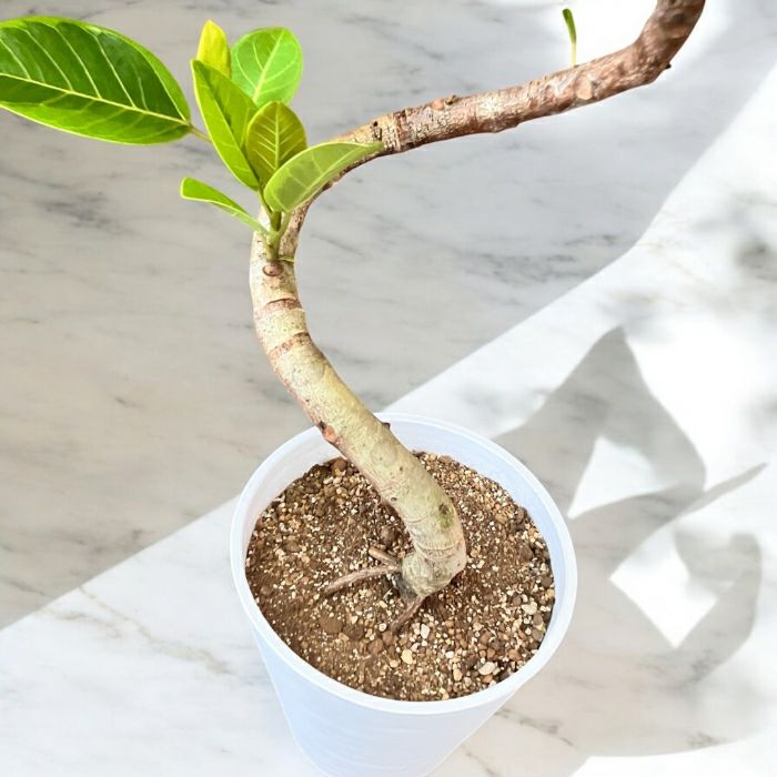 観葉植物現品販売