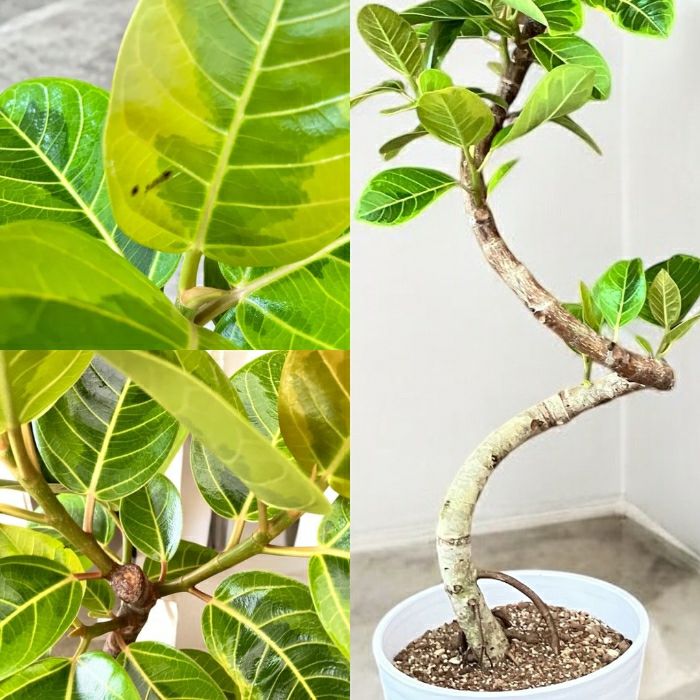 観葉植物現品販売