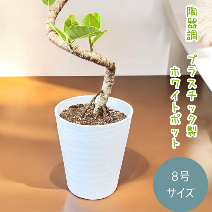 観葉植物現品販売