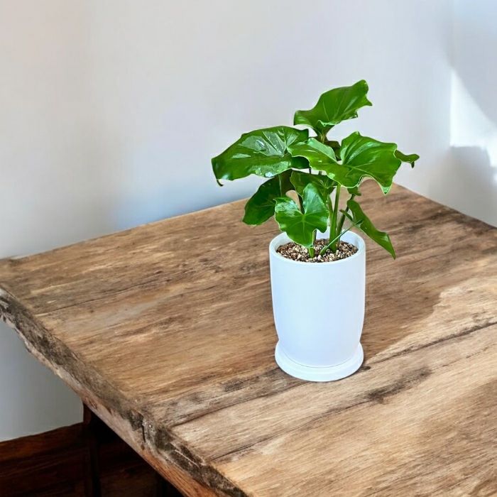 観葉植物現品販売