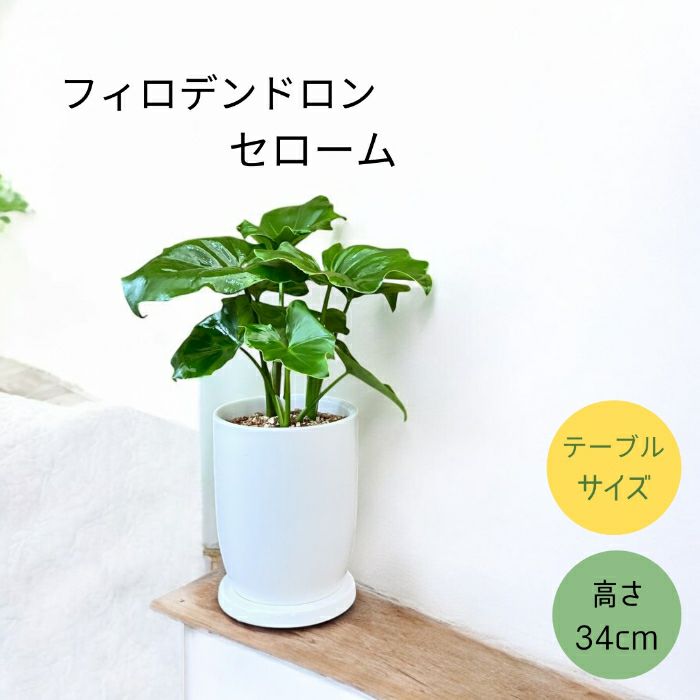 観葉植物現品販売