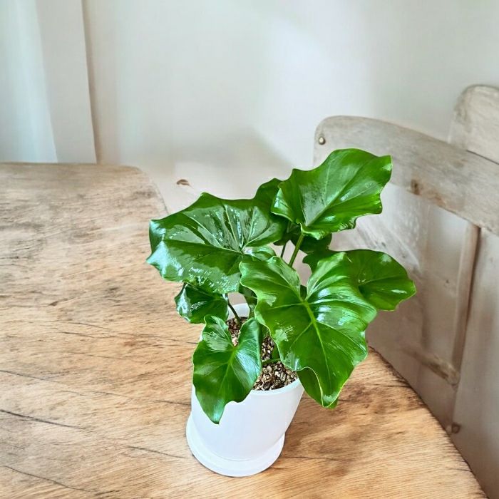 観葉植物現品販売