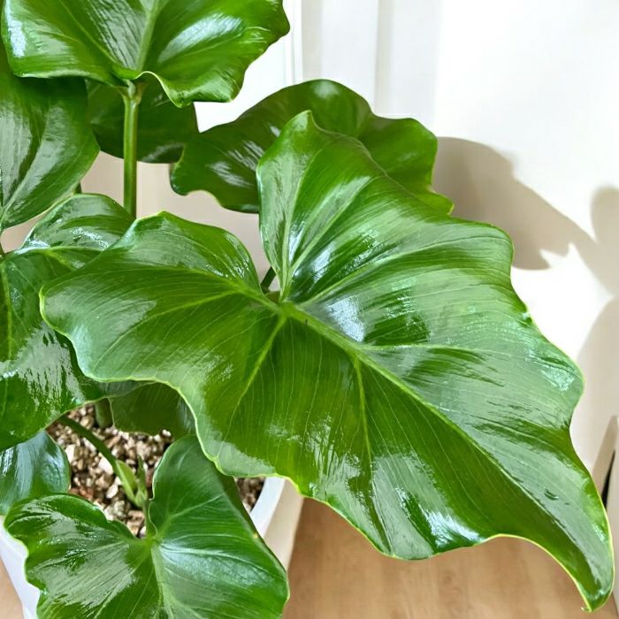 観葉植物現品販売