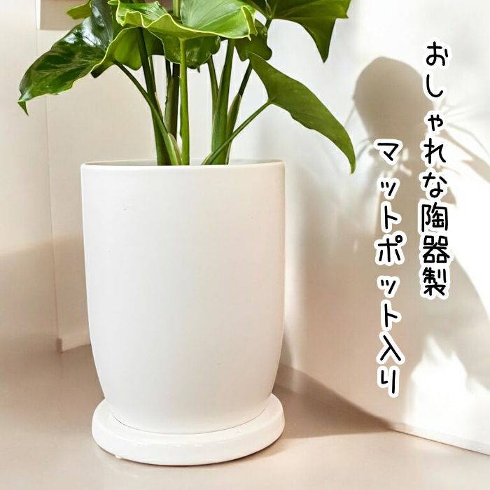観葉植物現品販売