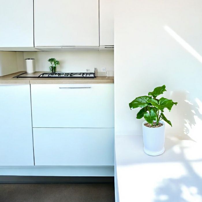 観葉植物現品販売