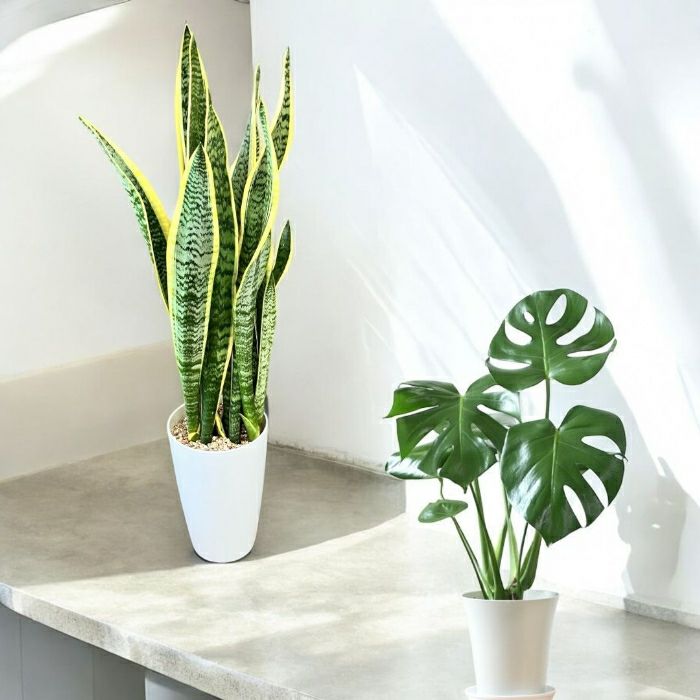 観葉植物現品販売