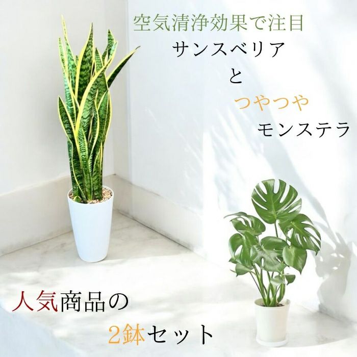 観葉植物現品販売