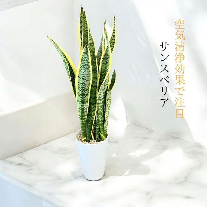 観葉植物現品販売