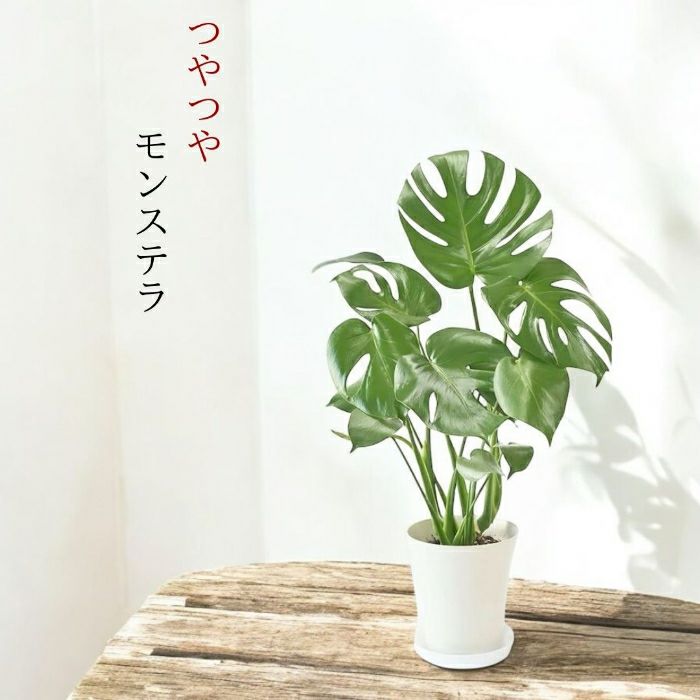 観葉植物現品販売