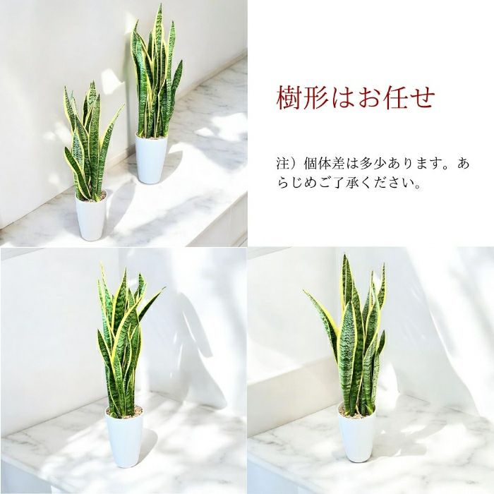 観葉植物現品販売